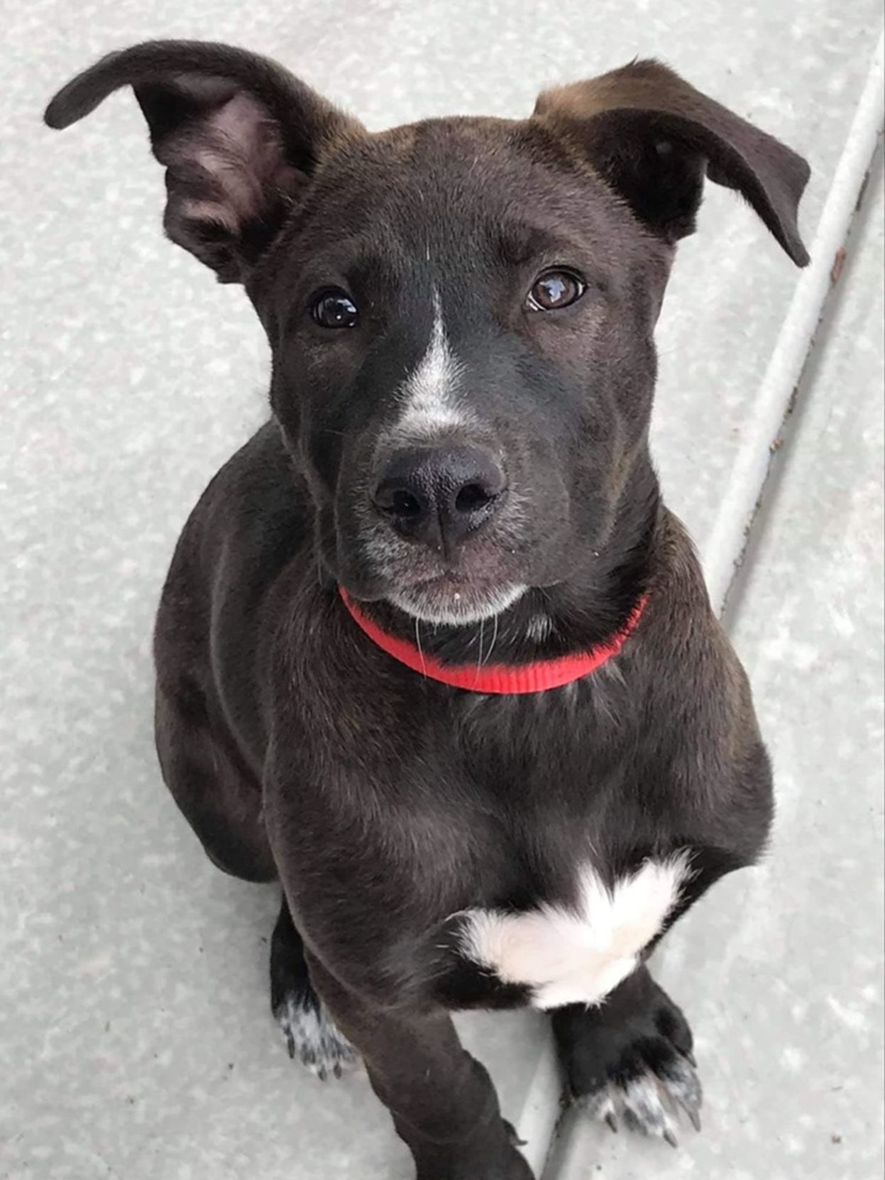 Adopt a Pet | Harrison